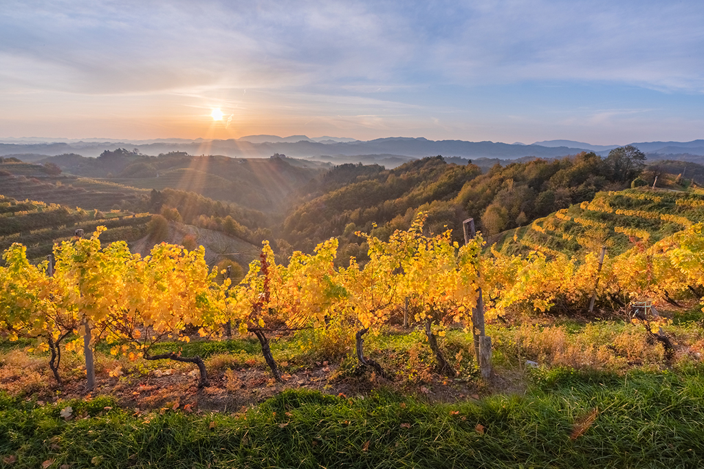 Haloze_vineyards_-_Photographer_-_Jost_Gantar_-_Source_-_www-slovenia-info.jpg