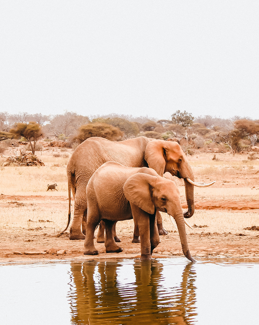 Potovanje_v_Kenijo_-_Travel_to_Kenya_-_Photo_by_alexia_ellesse_on_Unsplash.jpg