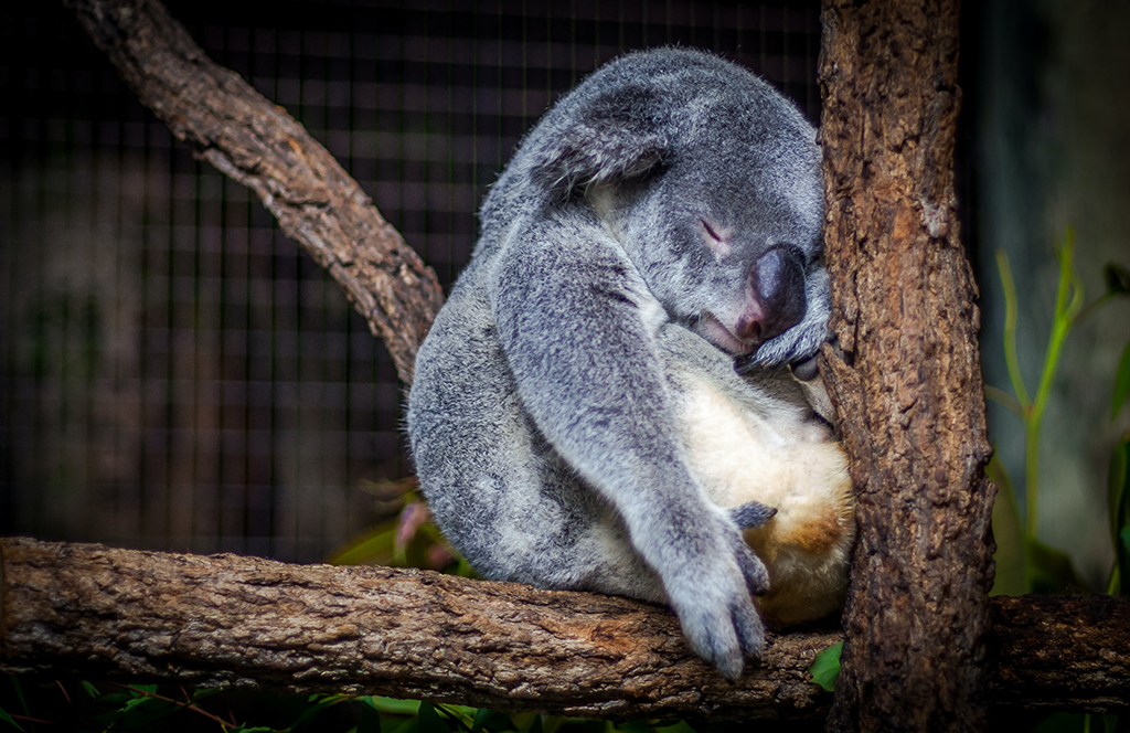 Koala_Australia_-_Koala_Avstralija_-__Photo_by_Cris_Saur_on_Unsplash.jpg