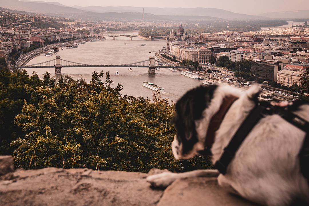 Budapest_with_dog_-_Budimpesta_s_psom_-_Photo_by_Raquel_Garcia_on_Unsplash.jpg