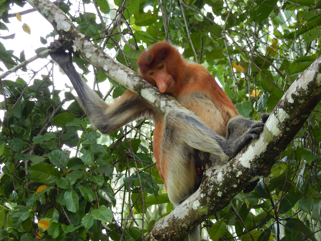 Most_beautiful_places_in_the_world_-_Number_14_-_Borneos_proboskeys_monkey.JPG