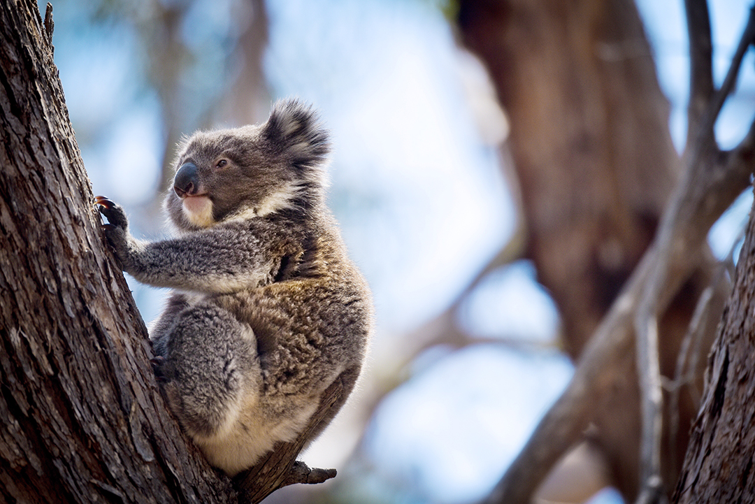 03_Potovanje_v_Melbourne_-_A_trip_to_Melbourne_-_ENVATO.jpg